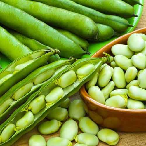 باقلا بهبهان (بسته 1 کیلوگرمی)