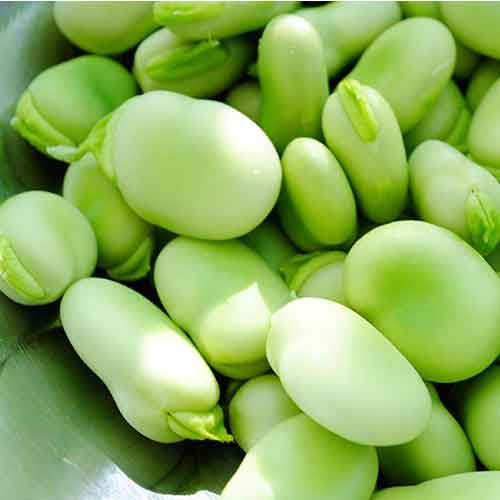 باقلا کازرون (بسته 1 کیلوگرمی)