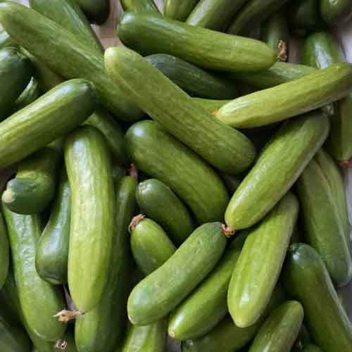 خیار